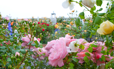 開啟園藝新零售！這家企業(yè)要在“2019中國（長興）花木大會”呼風(fēng)喚雨！