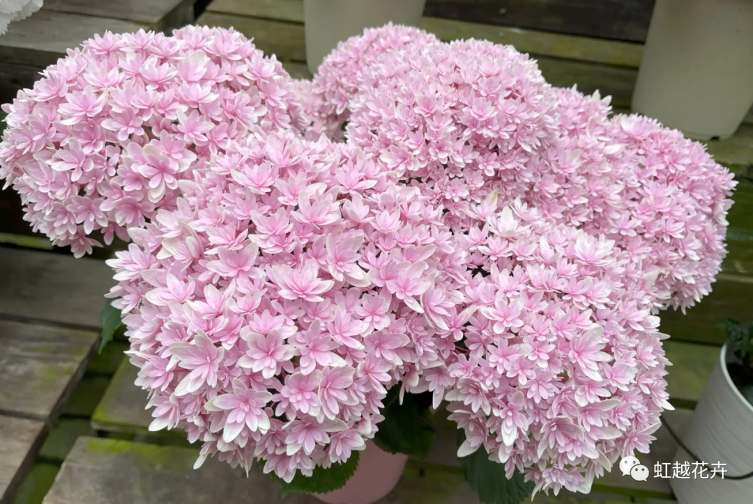 官宣｜虹越與日本加茂達成獨家合作！還會帶來這些超級新品